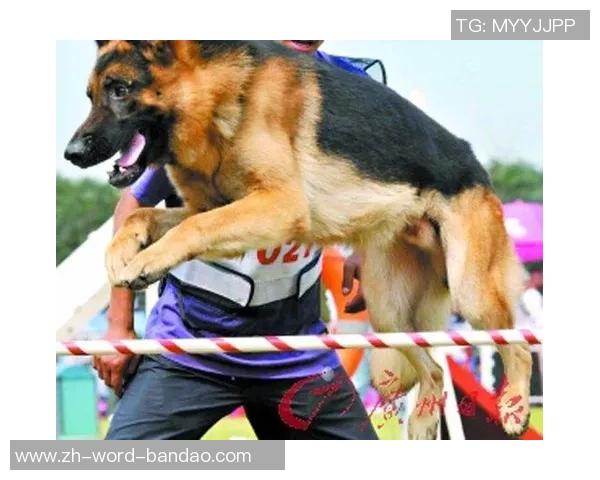 足球场上的意外事件狗咬人事件引发的热议与反思